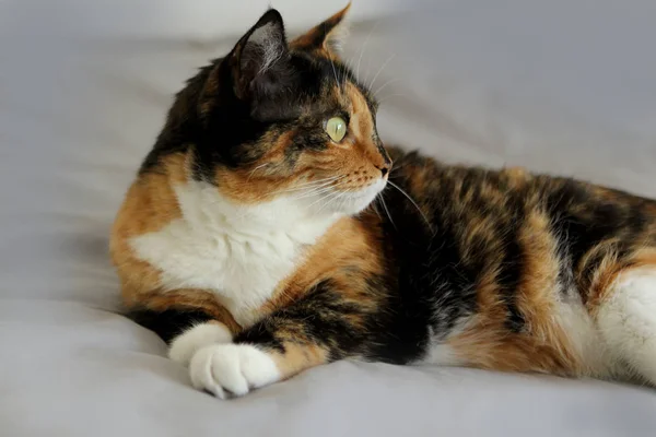 Beautiful tricolor cat lies on a light gray background, look to the side, close-up — Stock Photo, Image