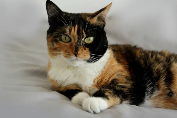 Cute three-color cat in the cautious. Looking at the camera. The back is light gray — Stock Photo, Image