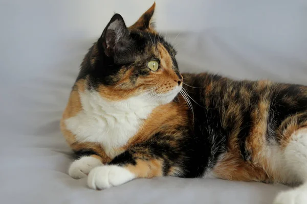Gato tricolor bonita encontra-se em um fundo cinza claro, olhar para o lado, close-up — Fotografia de Stock