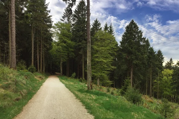 Floresta verde com pinheiros altos vai para a distância, estrada arenosa leve — Fotografia de Stock