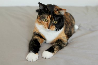 Evcil kedi bacaklar ileri uzattı, oynamak istiyor