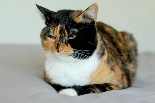 Domestic adult tricolor cat sleeps — Stock Photo, Image