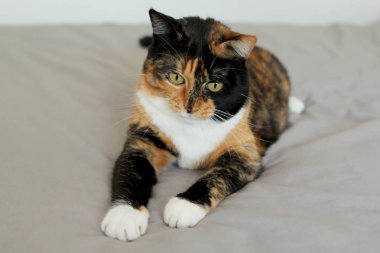 Evcil kedi bacaklar ileri uzattı, oynamak istiyor