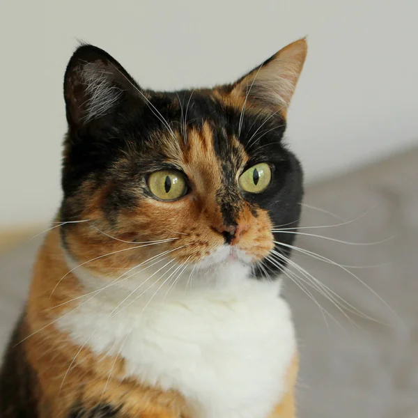 밝은 회색 배경에 아름다운 색 고양이, 측면을 보면, 클로즈업, 정사각형 — 스톡 사진