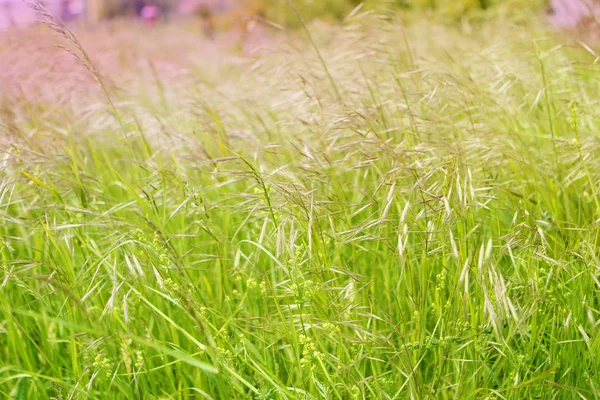 Beautiful natural green background of flower summer meadow with sunlight — Stock Photo, Image