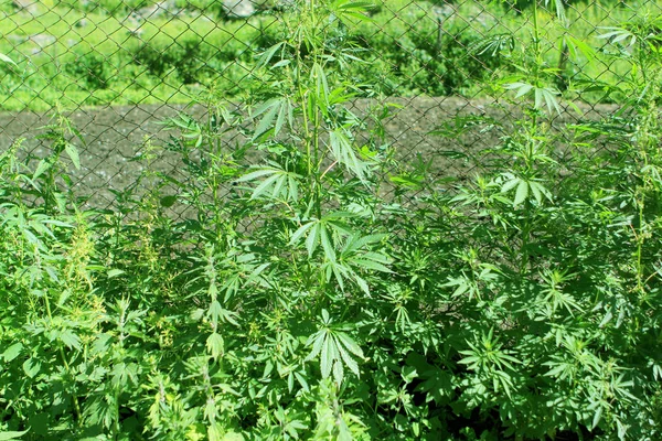 Verde jugosos matorrales de cannabis joven creciendo a lo largo de la cerca neta, verano, el concepto de legalización de sustancias estupefacientes — Foto de Stock