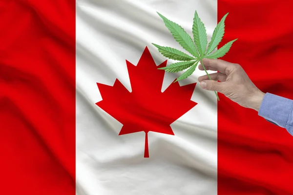 Mano masculina sosteniendo una hoja de marihuana en el contexto de la bandera nacional de Canadá, el concepto de legalización de las drogas en el país —  Fotos de Stock