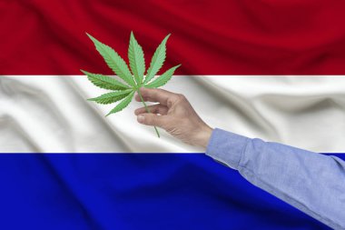 kıvrımları ile Hollanda ipek ulusal bayrağının arka planında marihuana bir levha tutan erkek el, ülkede uyuşturucu yasallaştırma kavramı