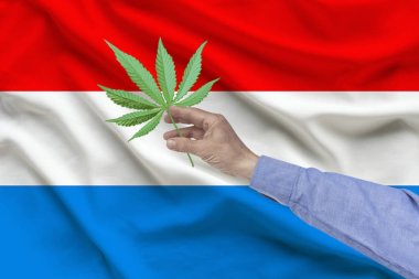adamın eli kıvrımları ile Luxemburg ipek ulusal bayrağının arka planında marihuana bir levha tutar, ülkede uyuşturucu yasallaştırma kavramı