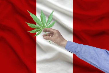 erkek el kıvrımları ile Peru ipek ulusal bayrağının arka planında marihuana bir levha tutan, ülkede uyuşturucu yasallaştırma kavramı