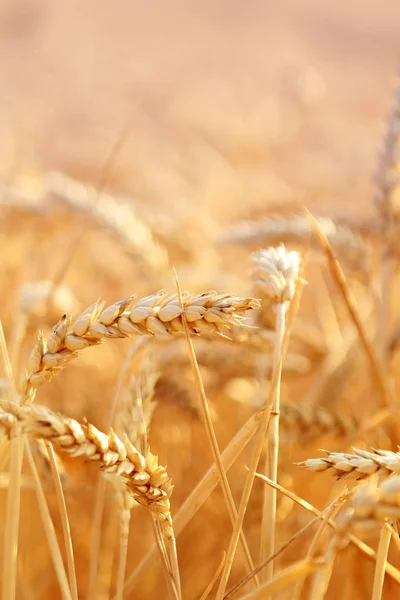 Orelhas de trigo maduras douradas em um campo close-up, horizontal — Fotografia de Stock