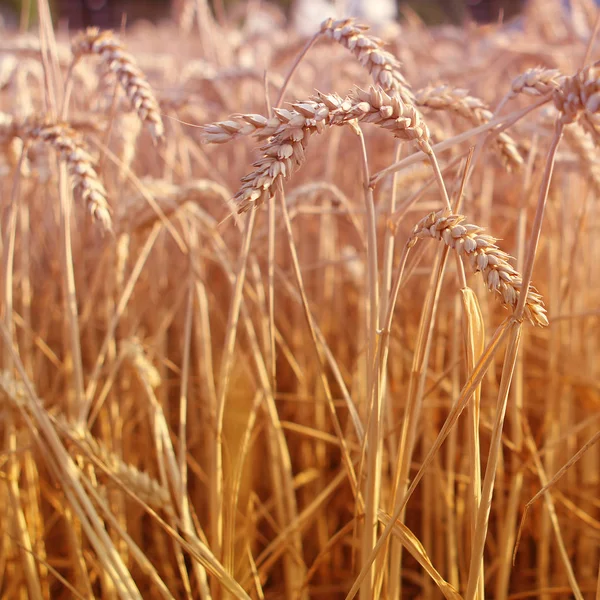 Espigas de trigo maduras doradas en un campo de cerca, horizontal — Foto de Stock
