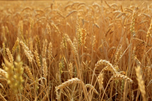 Espigas de trigo maduras doradas en un campo de cerca, horizontal — Foto de Stock