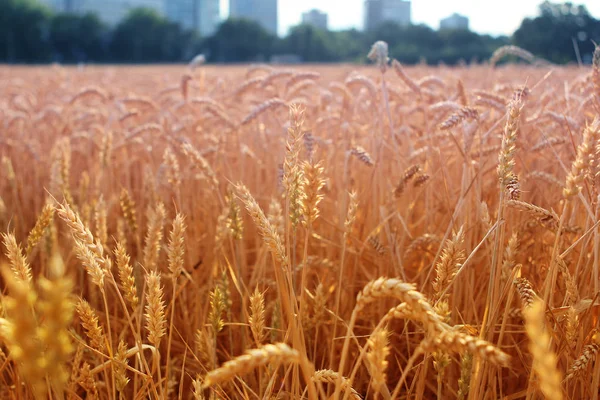 rich harvest, golden ripe wheat ears on a field close up against the background of houses and trees, horizontal