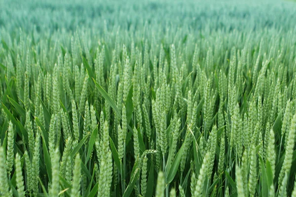 Rica cosecha de trigo en las espigas madura en los campos — Foto de Stock