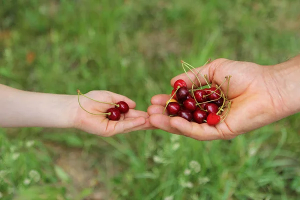 Cereza roja madura en las manos de un niño y un adulto —  Fotos de Stock