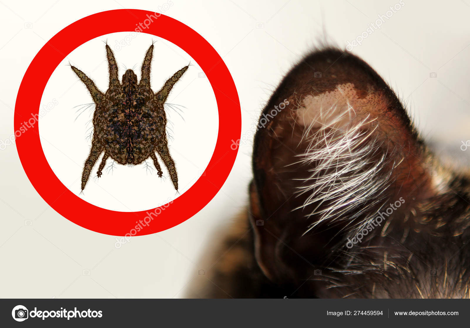 Manchas en la oreja de gato