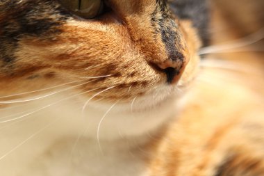 karanlık yerli kedi yakın yukarı namlu, kopyalama alanı