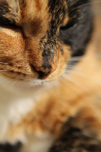 The nose of a dark domestic cat close up, copy space — Stock Photo, Image