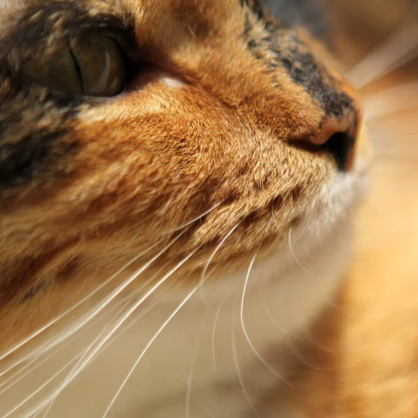 Muzzle of dark domestic cat close up, copy space, square — Stock Photo, Image