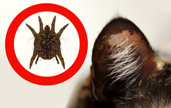 крупным планом ухо домашней кошки с пятнами в красном круге, увеличенным ушным клещем, копировальным пространством, ветеринарной концепцией