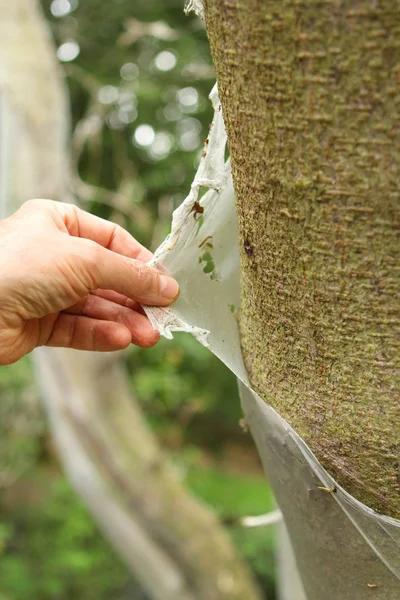 Mano masculina sostiene una gruesa tela de araña blanca de una polilla plaga, cubierto herméticamente un tronco de árbol, primer plano — Foto de Stock