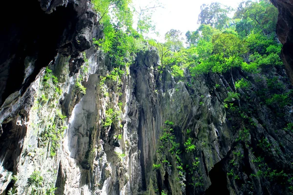 Cave in dense thickets of lianas with exit at the top, bottom-up view — Stock Photo, Image