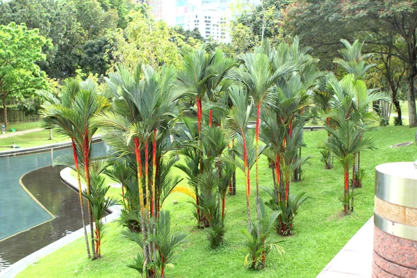 KUALA LUMPUR, MALAYSIA, DECEMBER 2016: palm trees in the central park of the city at the Suria KLCC shopping mall