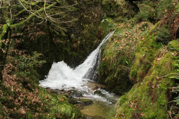 Rocce ricoperte di muschio verde denso e massi nel torrente della Foresta Nera in Germania — Foto Stock