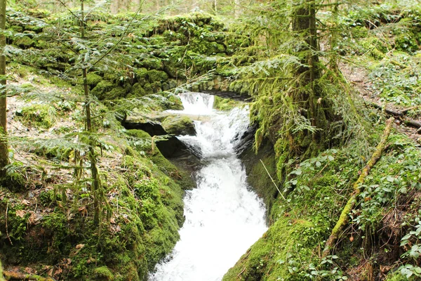 山の川は、ドイツの黒い森の森の中で厚い緑の苔で覆われた石の海岸のベッドに流れ落ちる — ストック写真