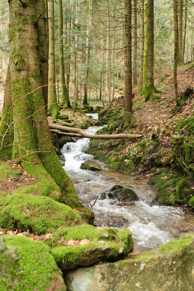 Rio de montanha desce no leito de costas pedregosas, coberto com musgo verde espesso nas florestas da Floresta Negra na Alemanha — Fotografia de Stock