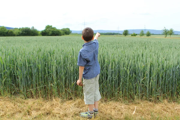 Chłopiec w dżinsowej koszulce i spodenkach stoi na skraju zielonego pola z bogatym zbiorem pszenicy w uszach dojrzewających w polach, pokazuje prawą rękę do odległych gór — Zdjęcie stockowe