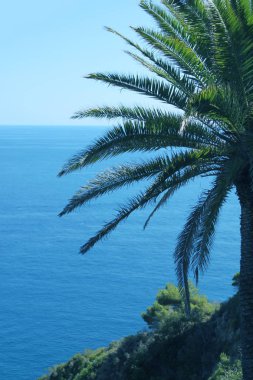 palmiye ağaçlarının arka planında akdenizin güzel mavi su, üst görünümü