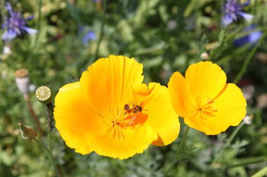 arı yeşil çim bir arka plan üzerinde güzel bir sarı çiçek escholcii polen toplar