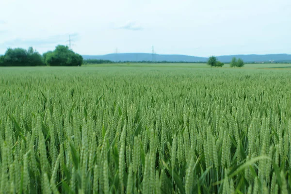 The rich harvest of wheat in the ears ripens in the fields, in the background are visible distant mountains, trees and bushes