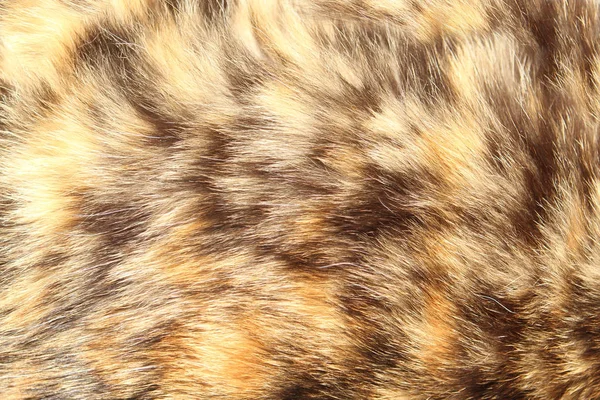 Коричневе домашнє котяче хутро з плямами крупним планом, текстура хутра тварин — стокове фото