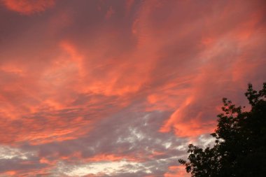kan-turuncu ateşli bulutlar ve ağaç tepelerinin üzerinde parlak güneş ışığı ile mor kırmızı endişe verici günbatımı gökyüzü
