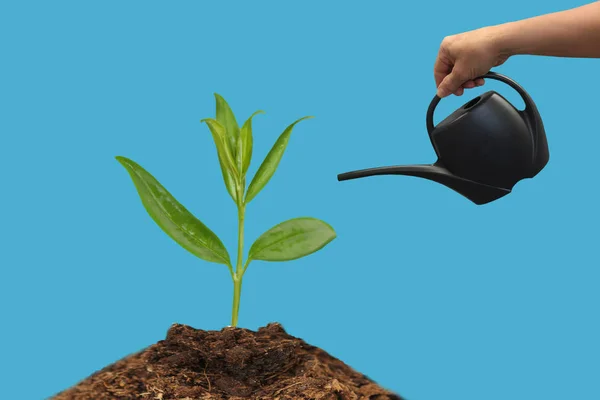 Mano maschile tiene un annaffiatoio nero con un naso lungo per innaffiare le piante — Foto Stock