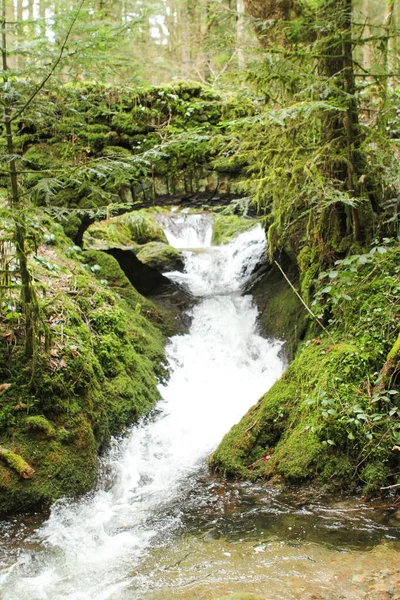 Felsen mit dickem grünen Moos und Geröll im Bächlein des Schwarzwaldes in Deutschland — Stockfoto