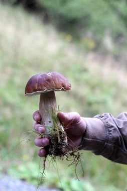 ormanda bir mantar toplayıcı elinde iyi yenilebilir beyaz mantar