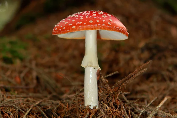 Vacker, röd oätlig svamp, fluga Agaric, i skogen bland gräs och barr, närbild, torg — Stockfoto
