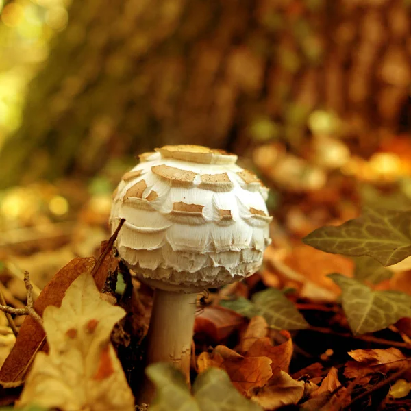 Yaprakları arasında ormanda güzel, beyaz yenilebilir mantar champignon, yakın çekim, kare — Stok fotoğraf