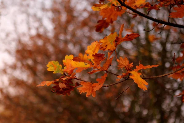 Hermosas hojas naranjas de otoño en un árbol en el parque —  Fotos de Stock