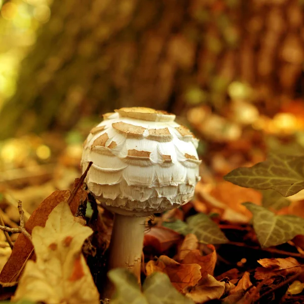 Szép, fehér ehető gomba csiperkegomba az erdőben a levelek között, közeli, szögletes — Stock Fotó