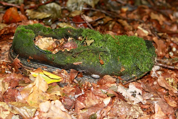 Um sapato de couro, crescido com musgo e grama, encontra-se nas folhas, um conceito de um achado inesperado na floresta. — Fotografia de Stock