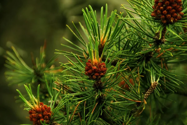 Цветущие ветви сосны, с шишками и зелеными иглами на размытом естественном фоне — стоковое фото