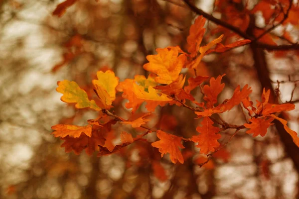 Hermosas hojas naranjas de otoño en un árbol en el parque —  Fotos de Stock