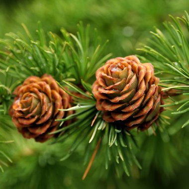 İki güzel tatil konisi, Noel ve Yeni Yıl sembolü, kış, tasarımcı için boş, kartpostal için boş, kopyalama alanı