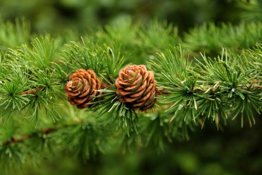 İki güzel tatil konisi, Noel ve Yeni Yıl sembolü, kış, tasarımcı için boş, kartpostal için boş, kopyalama alanı