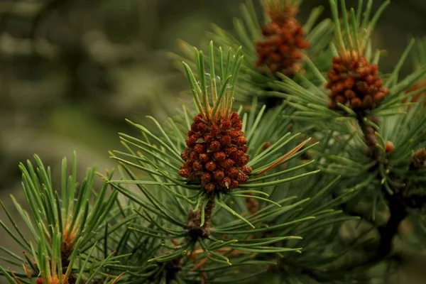 Bloeiende takken van dennen, met kegels en groene naalden op een vervaagde natuurlijke achtergrond — Stockfoto